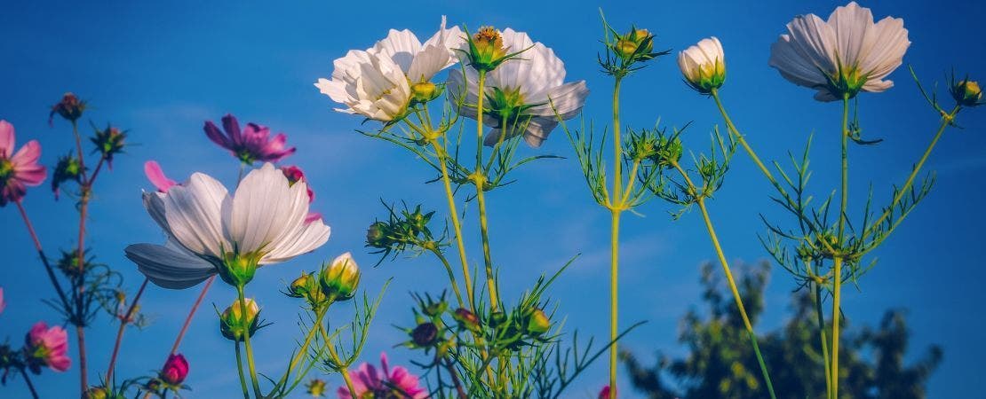 flowers against a blue sky