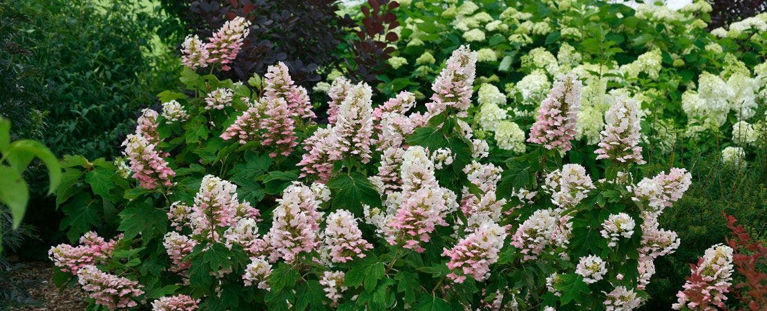 hydrangea shrub blooming in shade