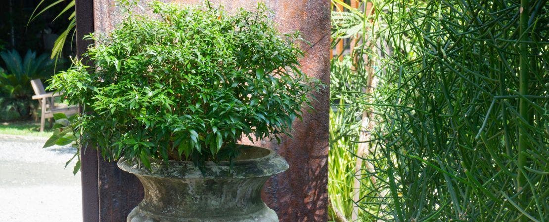 How to Use Shrubs and Trees in Pots