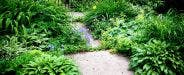 Best Low-maintenance Ground Covers for Shady Garden Spots