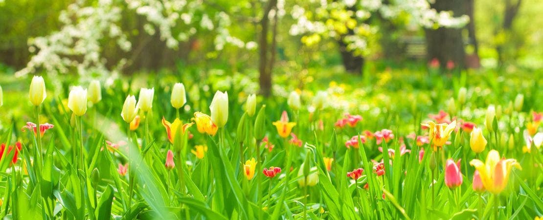 Rules for Planting the Perfect Spring Garden