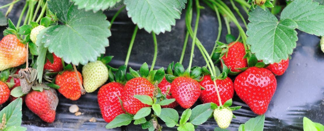 fresh strawberries growing on plant