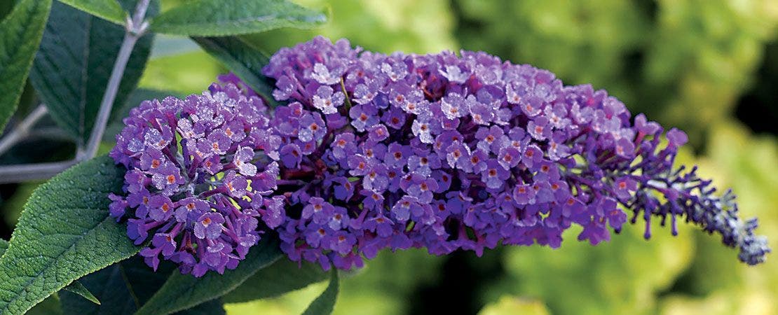 deep purple buddleia bloom