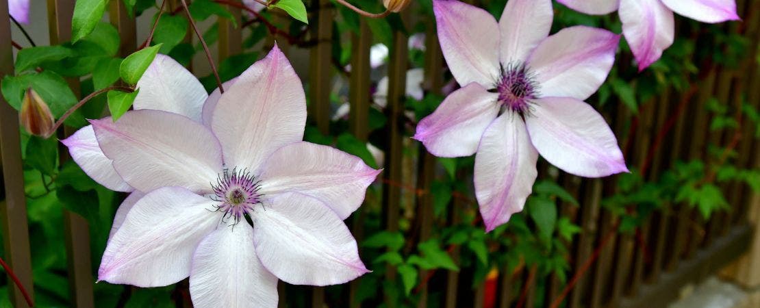 pink and white clematis flowers