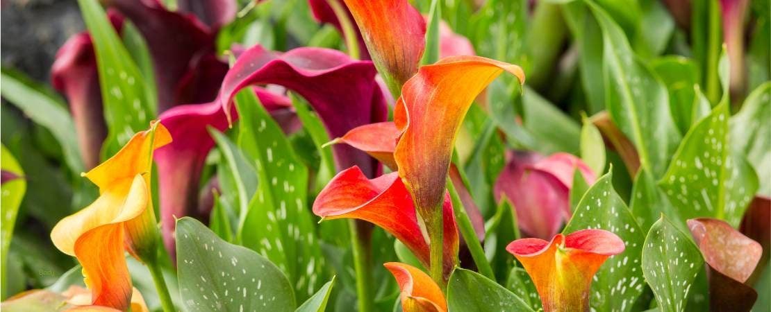 Water-Loving Plants for Damp Areas