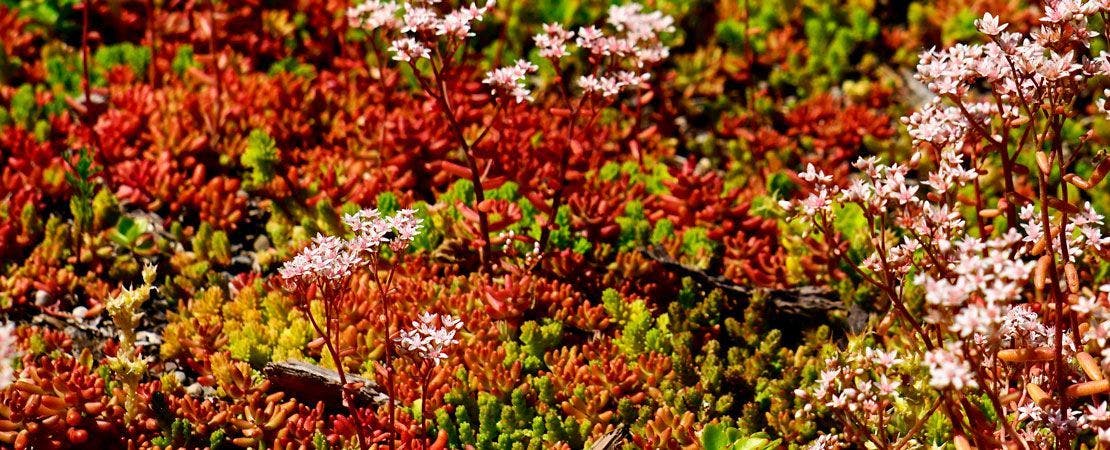 xeriscape garden