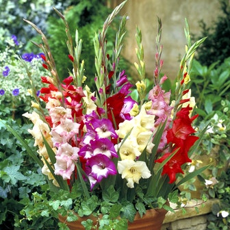 Gladiolus Glamini&reg; Mixed Bulbs
