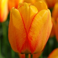 Tulipa 'Blushing Apeldoorn' Bulbs