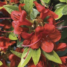 Rhododendron PERFECTO MUNDO&reg; Orange Azalea