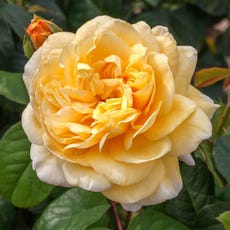 Moonlight Romantica&reg; Hybrid Tea Rose