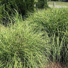 Miscanthus 'Little Zebra' Maiden Grass