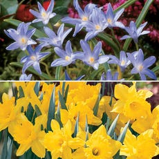 Narcissus & Chinodoxa Deer Resistant Bulb Garden Blend