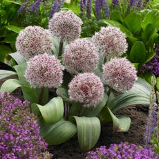 Allium karataviense Bulbs