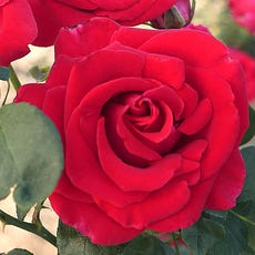 Red 36-Inch Tree Rose bloom close-up