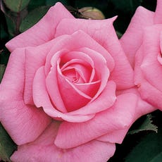 Pink 36-Inch Tree Rose