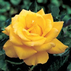 Yellow 36-Inch Tree Rose