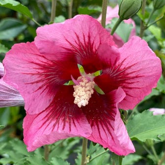 Hibiscus Red Pillar&trade; Rose of Sharon