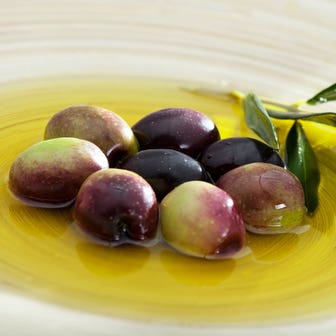 Olea 'Mission' Olive Tree