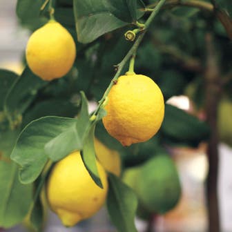Citrus 'Eureka' Lemon Tree