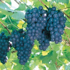 Vitis 'Concord' Grape