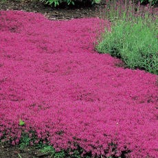 Red Creeping Thyme 