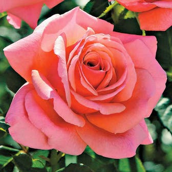 Catalina Grandiflora Rose