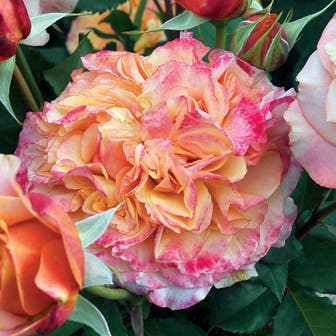 Crazy Love&trade; Sunbelt&reg; Grandiflora Rose