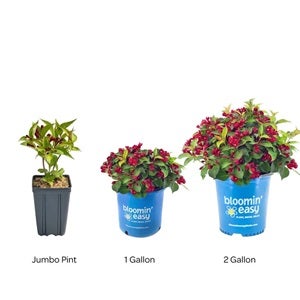 3 sizes of Bloomin' Easy shrubs to choose from