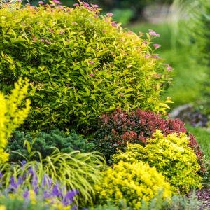 layered shrubs in garden