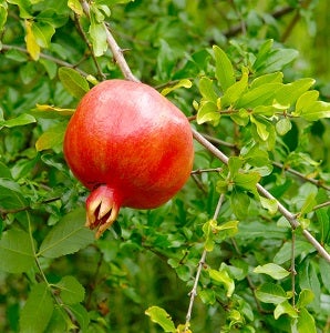 red pomegranate fruit growing on a tree