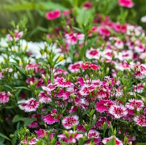 Dianthus chinensis/Chinese Pinks