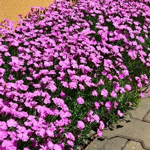 Dianthus deltoides 