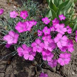 Dianthus pavonius 