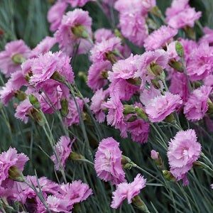 pink dianthus flowers