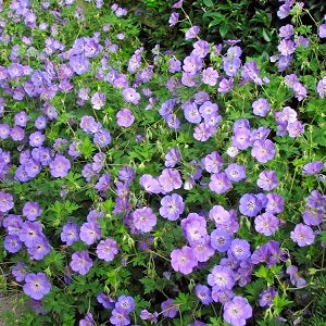 Geranium Rozanne