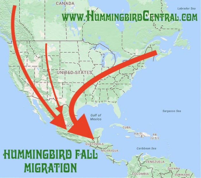 hummingbird migration map from HummingbirdCentral.com
