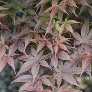 Japanese Maple leaves that are deep red/grey