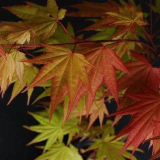 Japanese Maple leaves in fall colors