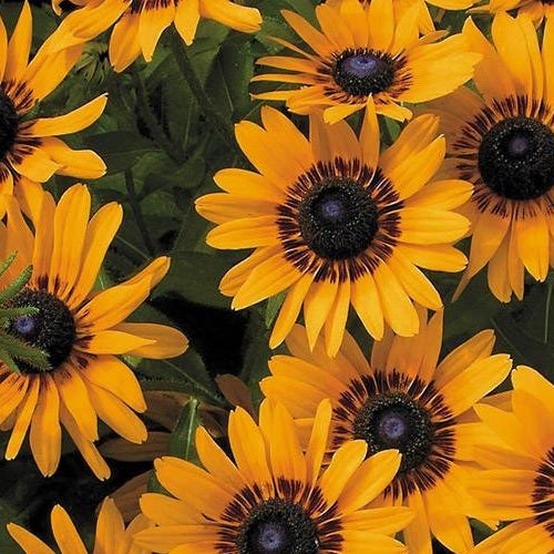 Rudbeckia Denver Daisy