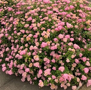 spirea Pop Rocks
