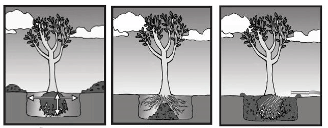 moat method for planting trees