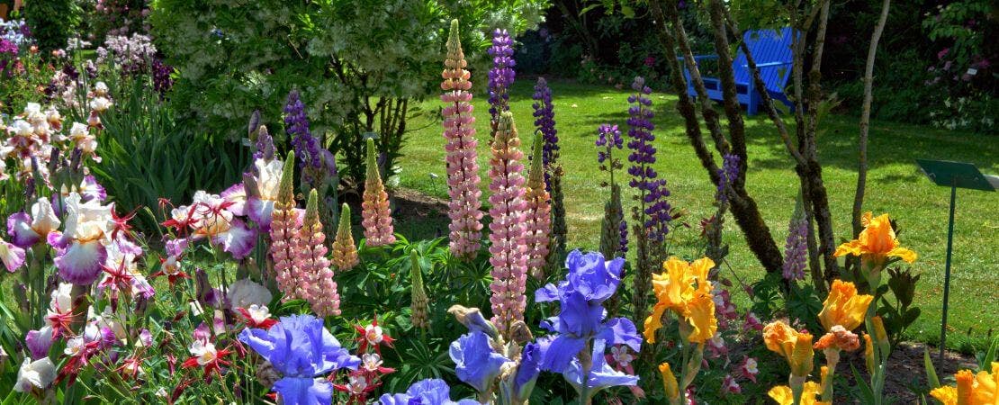 irises and lupines flowering in backyard garden