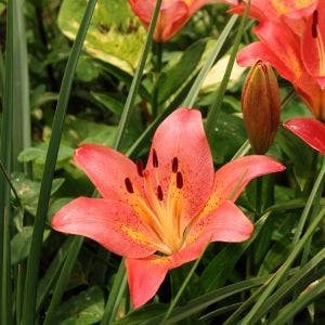 orange Asiatic lilly