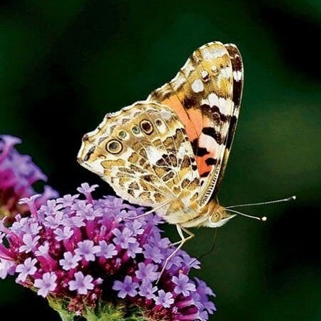 butterfly on purple verbena