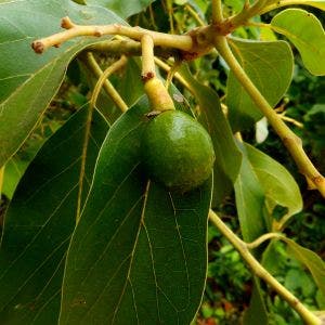 avocado fruit growing on a tree branch