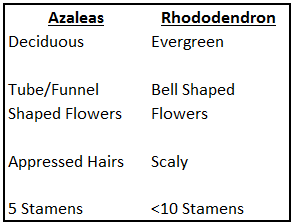 Azalea Standard Shrub Mini Tree Low Maintenance Evergreen Plant Baring Red  Spring Flowers 1 x or 2 x…See more Azalea Standard Shrub Mini Tree Low