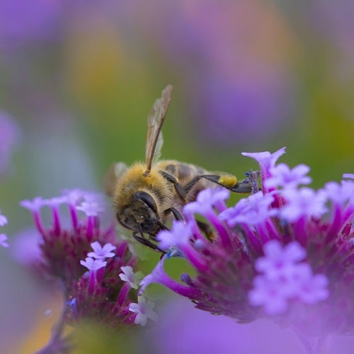 Bumble Bee on Purple Asclepias/Milkweed Plant