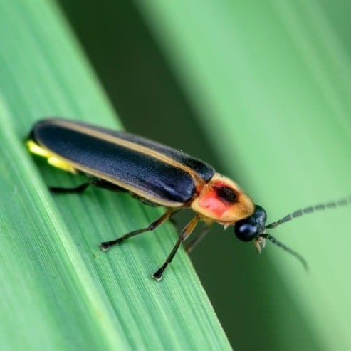 firefly / lightning bug on green leaf