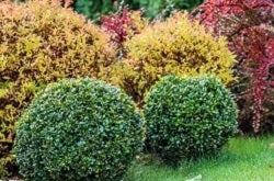 green boxwood shrubs