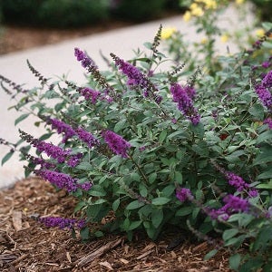 buddleia purple shrub